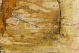 Strelley Pool Stromatolite Slab - Billion Years Old #150680-1